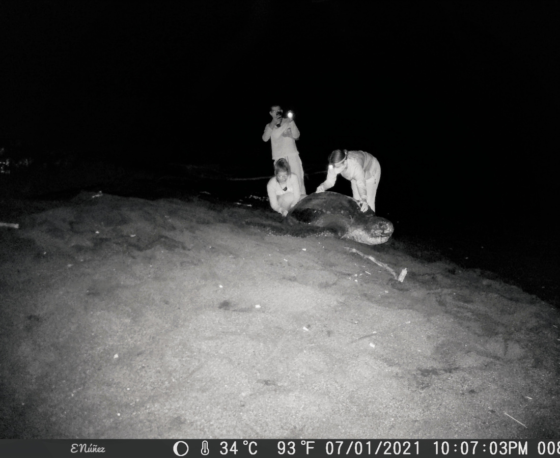 Monitoreo de tortuga Baula, imágenes cámara trampa 