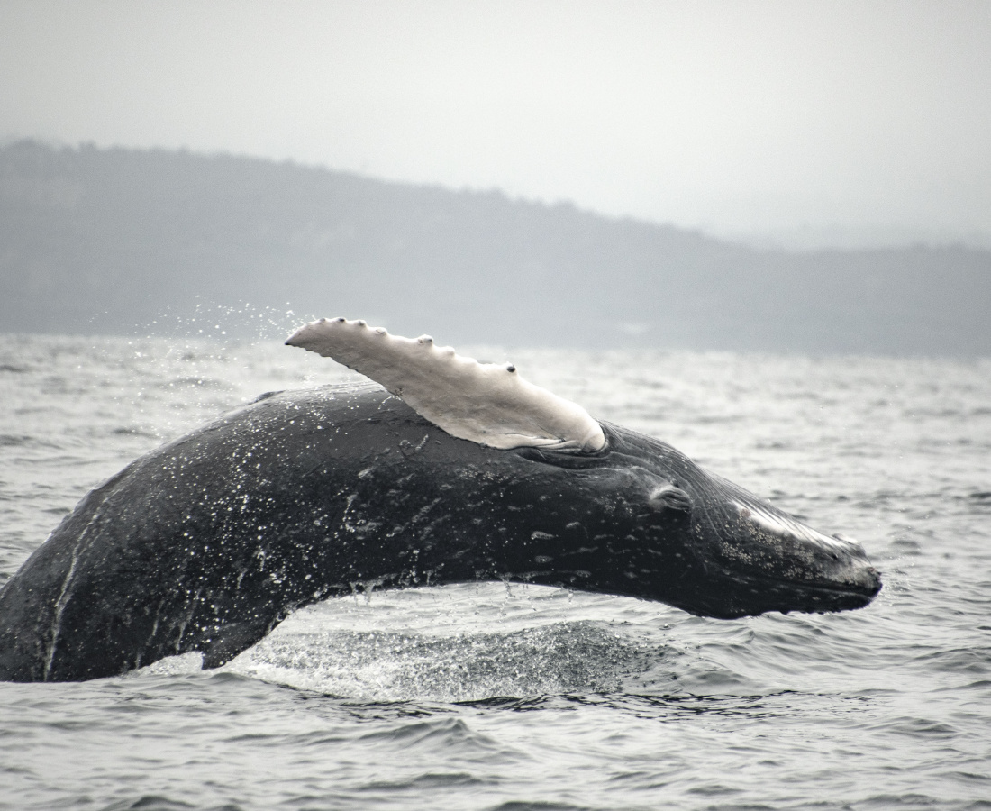 Ballenato en zonas costeras