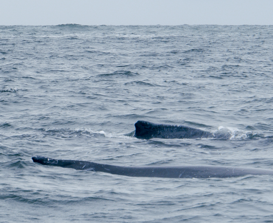 Ballena y ballenato navengando en Bahia Malaga, Buenaventura