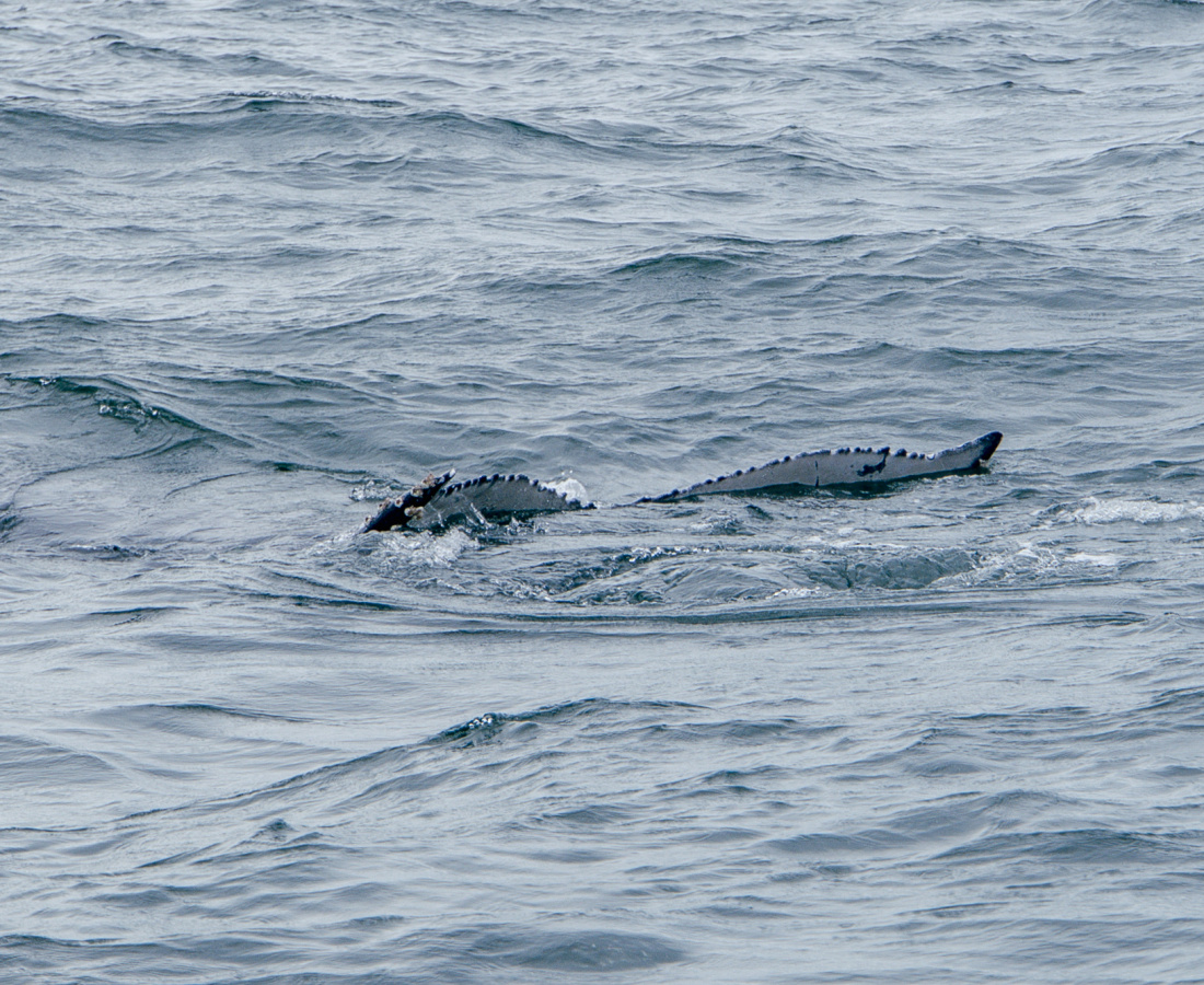 Ballena jorobada sumergiendo su aleta caudal en Uramba Bahia Malaga, Buenaventura, Colombia
