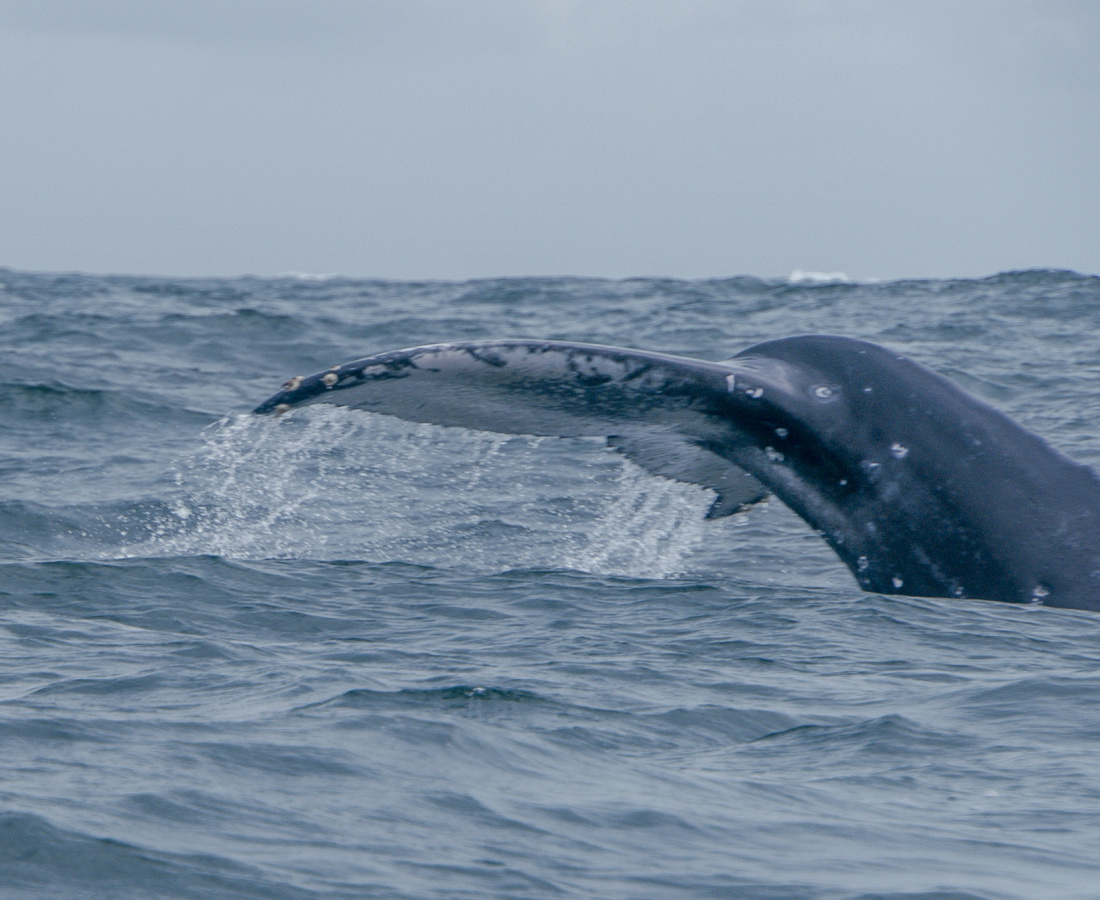 Aleta caudal de ballena jorobada en Bahia Malaga, Buenaventura, Colombia