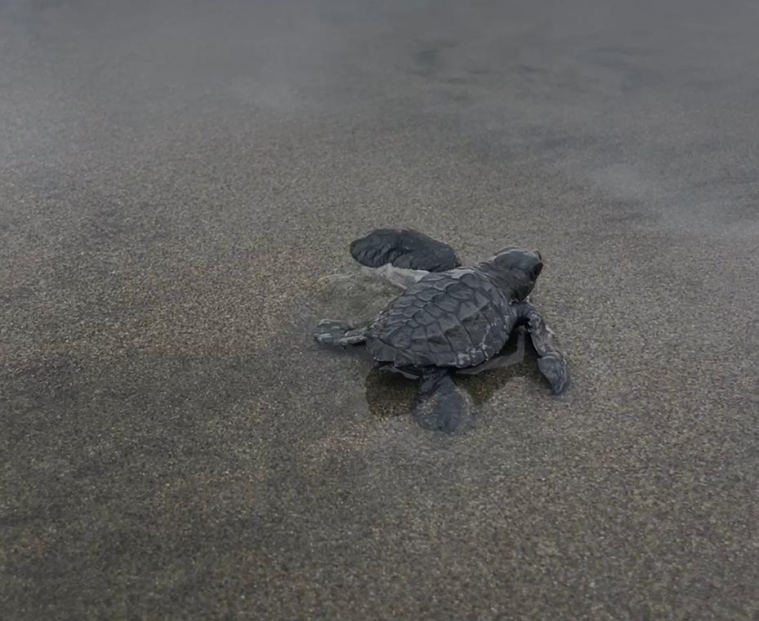 Neonato de Tortuga Golfina (Lepidochelys olivacea)