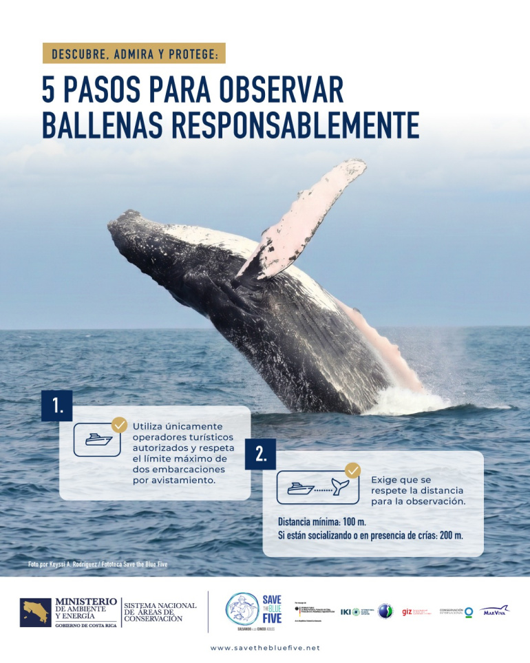 Infografía de observador de ballenas responsable en Costa Rica 01