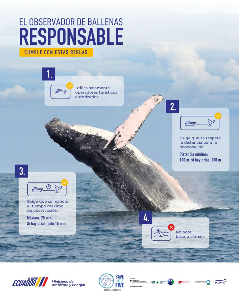 Infografía de observador de ballenas responsable en Ecuador