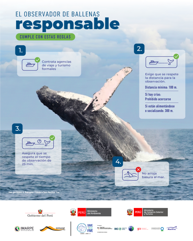 Infografía de observador de ballenas responsable en Perú