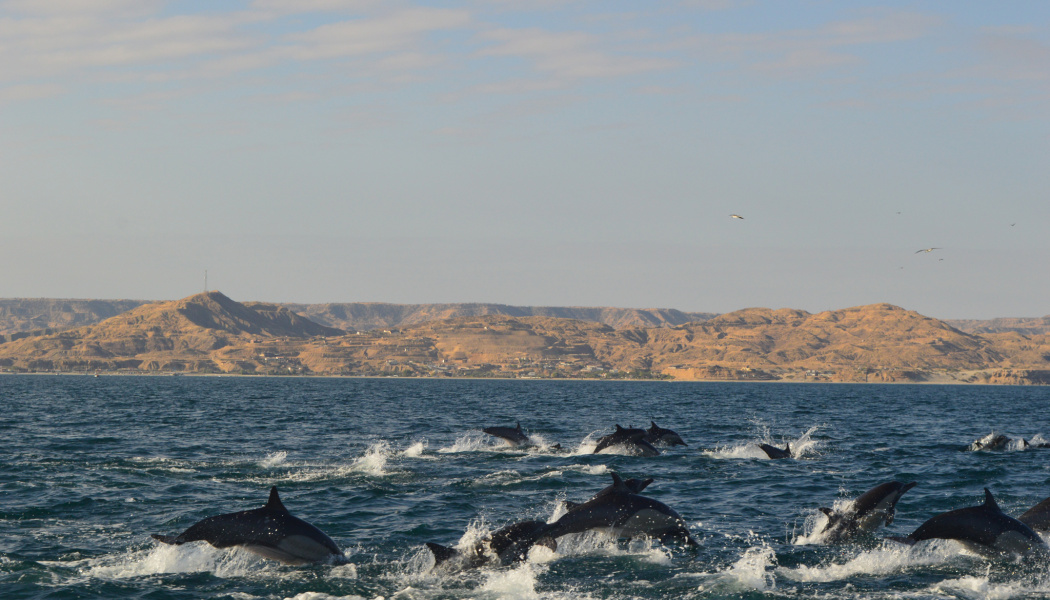 Avistamiento de ballena- Perú 
