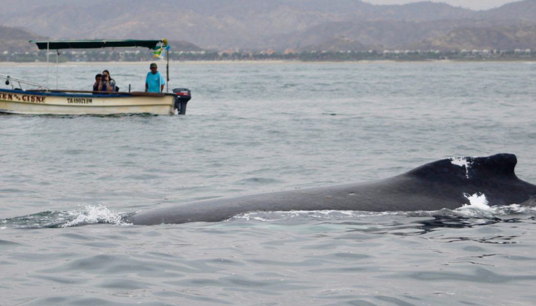 Avistamiento de ballena- Perú 