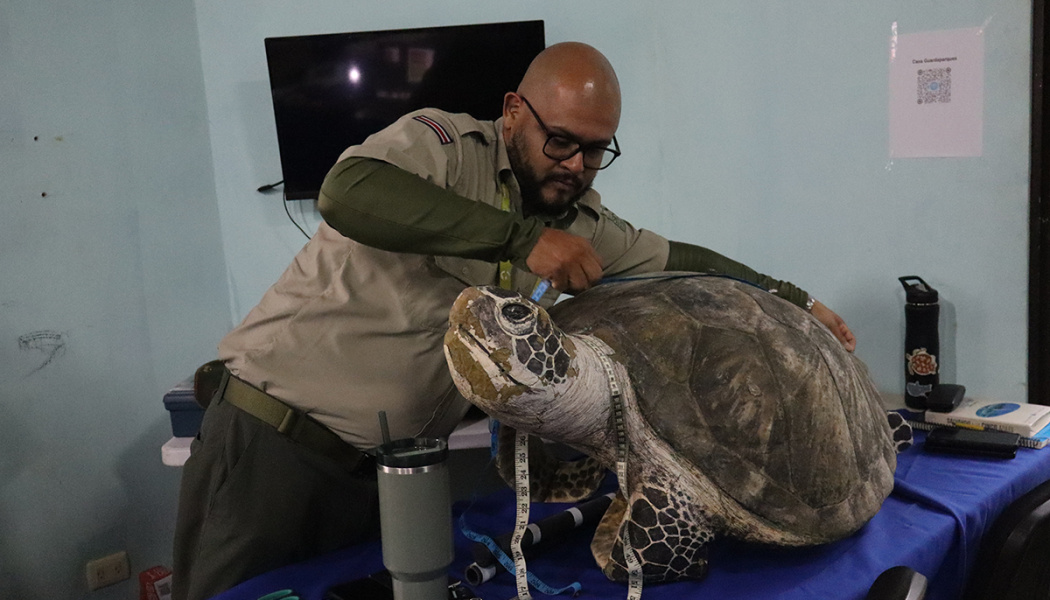 Guardaparques midiendo tortuga