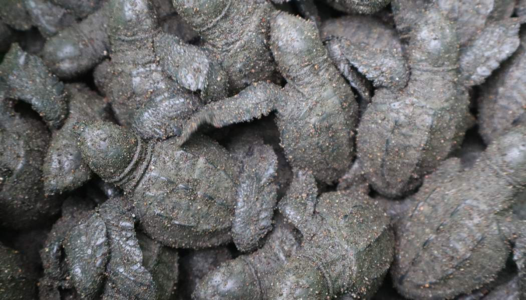 Nido de tortugas