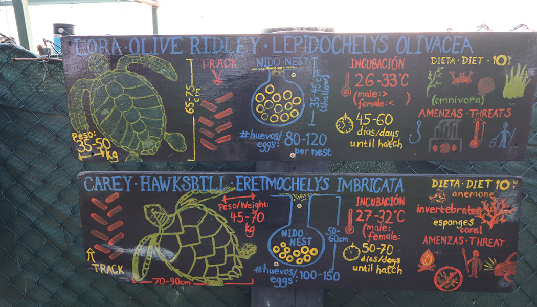 Foto de rótulo con nombres científico de especies de tortugas