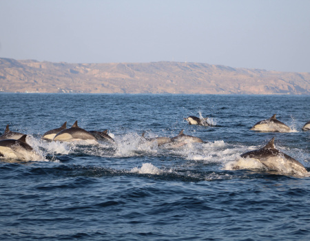 Avistamiento de ballena