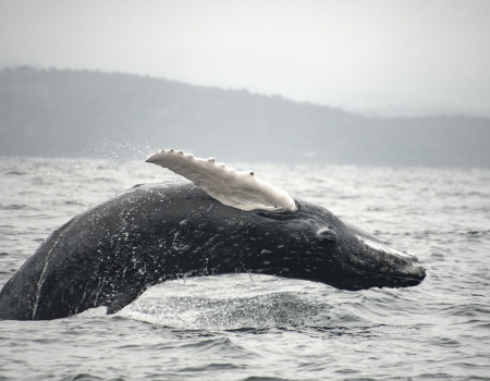 Ballena Jorobada - Reserva Marina el Pelado, Ecuador.