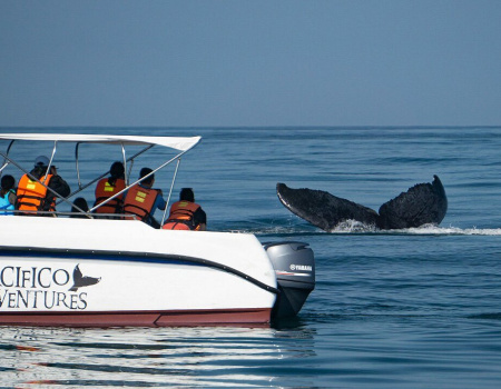 Pacifico Adventures_9
