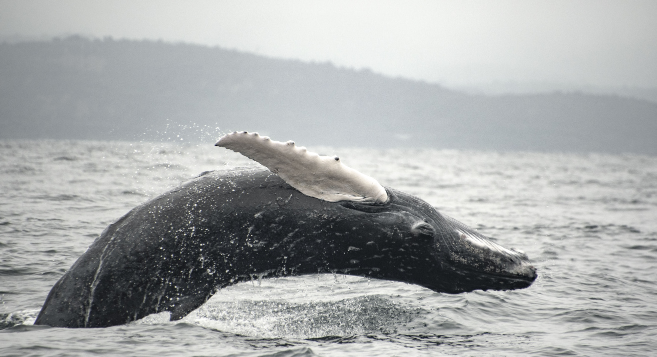 Ballena Jorobada - Reserva Marina el Pelado, Ecuador.