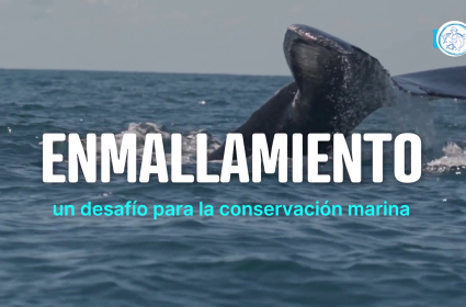 Portada Enmallamiento 