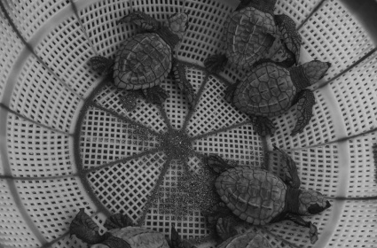 Neonatos de Tortuga Golfina (Lepidochelys olivacea)
