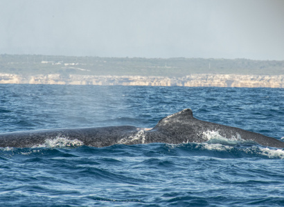 Dorso de una ballena adulta con una lesión o malformación
