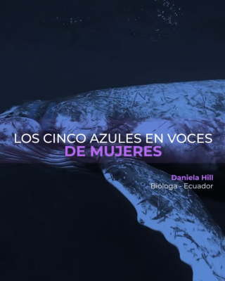 Portada de Los cinco azules en voces de mujeres de la ballena Jorobada