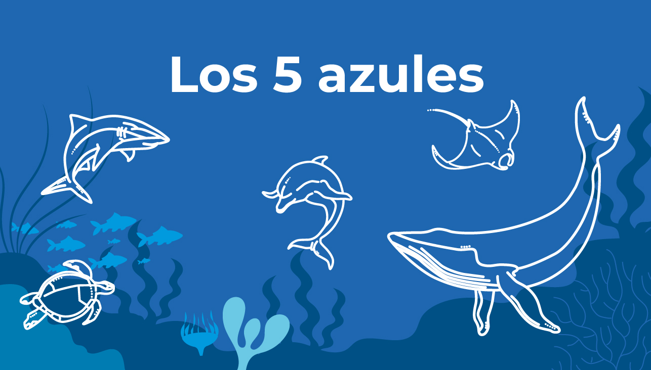 Campaña Los cinco azules