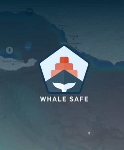 Whale Safe