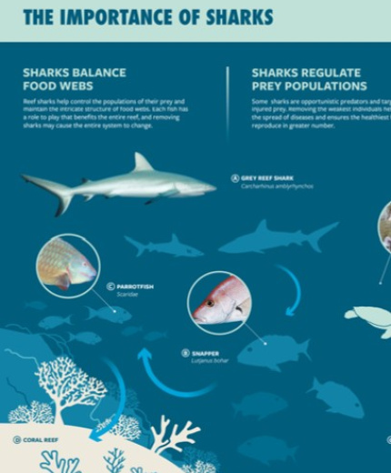 portada The importance of the sharks