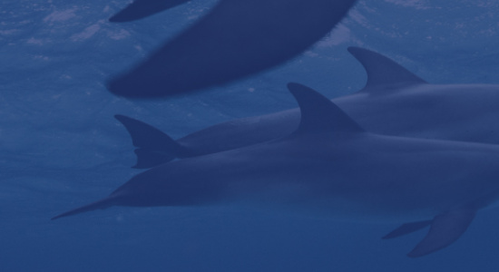 Delfines