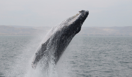 Ballena jorobada Megaptera novaeangliae - Los Órganos - Reserva Nacional Mar Tropical de Grau