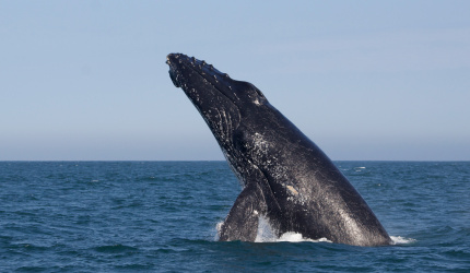 Ballena jorobada Megaptera novaeangliae - Los Órganos - Reserva Nacional Mar Tropical de Grau