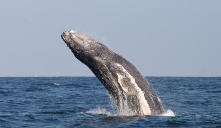 Ballena jorobada Megaptera novaeangliae - Los Órganos - Reserva Nacional Mar Tropical de Grau