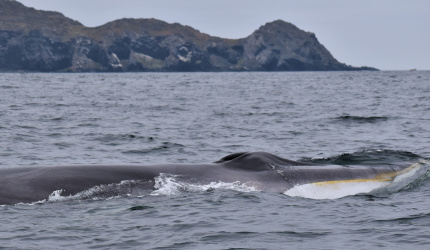 Ballena de aleta en mar abierto
