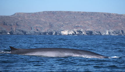 Ballena de aleta en mar abierto 
