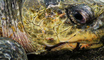 Tortuga lora (Lepidochelys olivacea) con un anzuelo en su boca. Fotografía tomada en el Refugio Nacional de Vida Silvestre Ostional