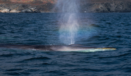 Ballena de aleta en mar abierto 