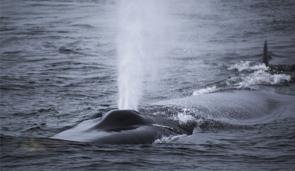Ballena de aleta en mar abierto 
