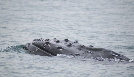 Ballena jorobada en mar abierto 