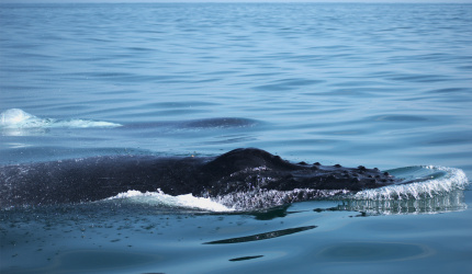 Ballena jorobada en mar abierto 