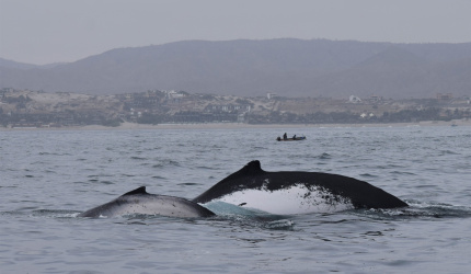 Individuos de ballenas jorobadas en mar abierto 