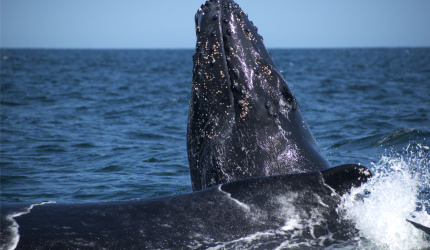 Ballena jorobada en mar abierto 