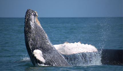 Ballena jorobada en mar abierto 