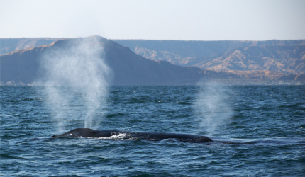 Ballena jorobada en mar abierto 