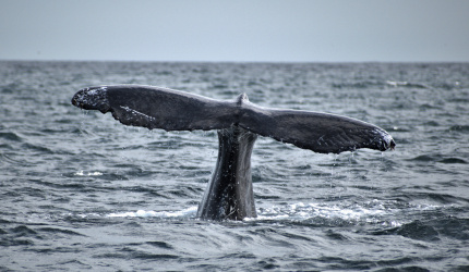 Ballena jorobada en mar abierto 