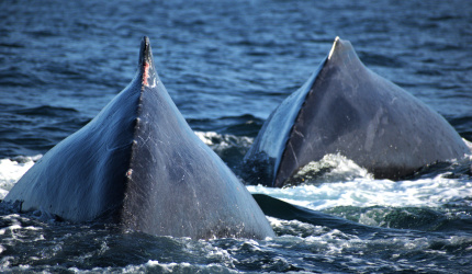 Individuos de ballenas jorobadas en mar abierto 