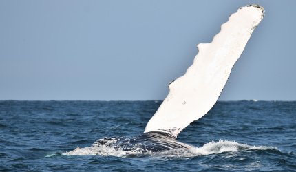 Ballena jorobada en mar abierto 