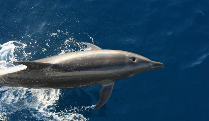 Delfin mar abierto 