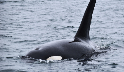 Orca en mar abierto 