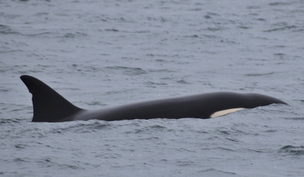 Orca en mar abierto 