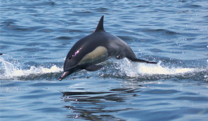 Orca en mar abierto 