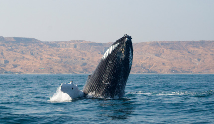 Ballena jorobada Megaptera novaeangliae - Los Órganos - Reserva Nacional Mar Tropical de Grau