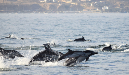 Individuos delfin común en mar abierto 
