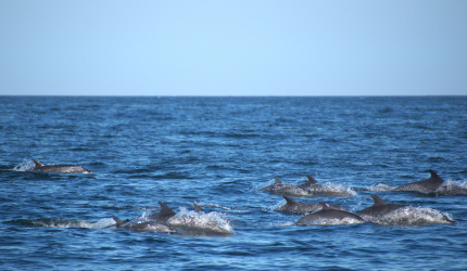 Individuos delfín moteado pantropical en mar abierto 